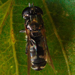 Eumerus amoenus